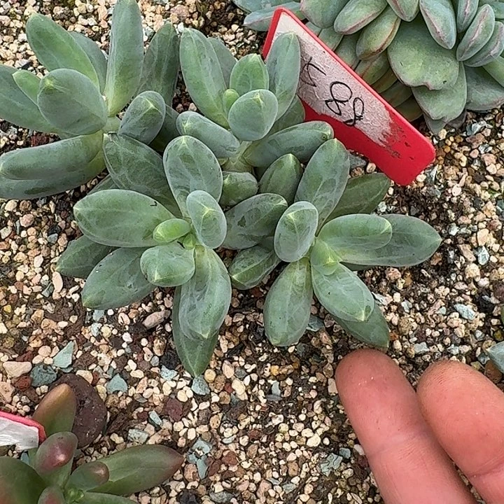 麒麟美人588多肉植物