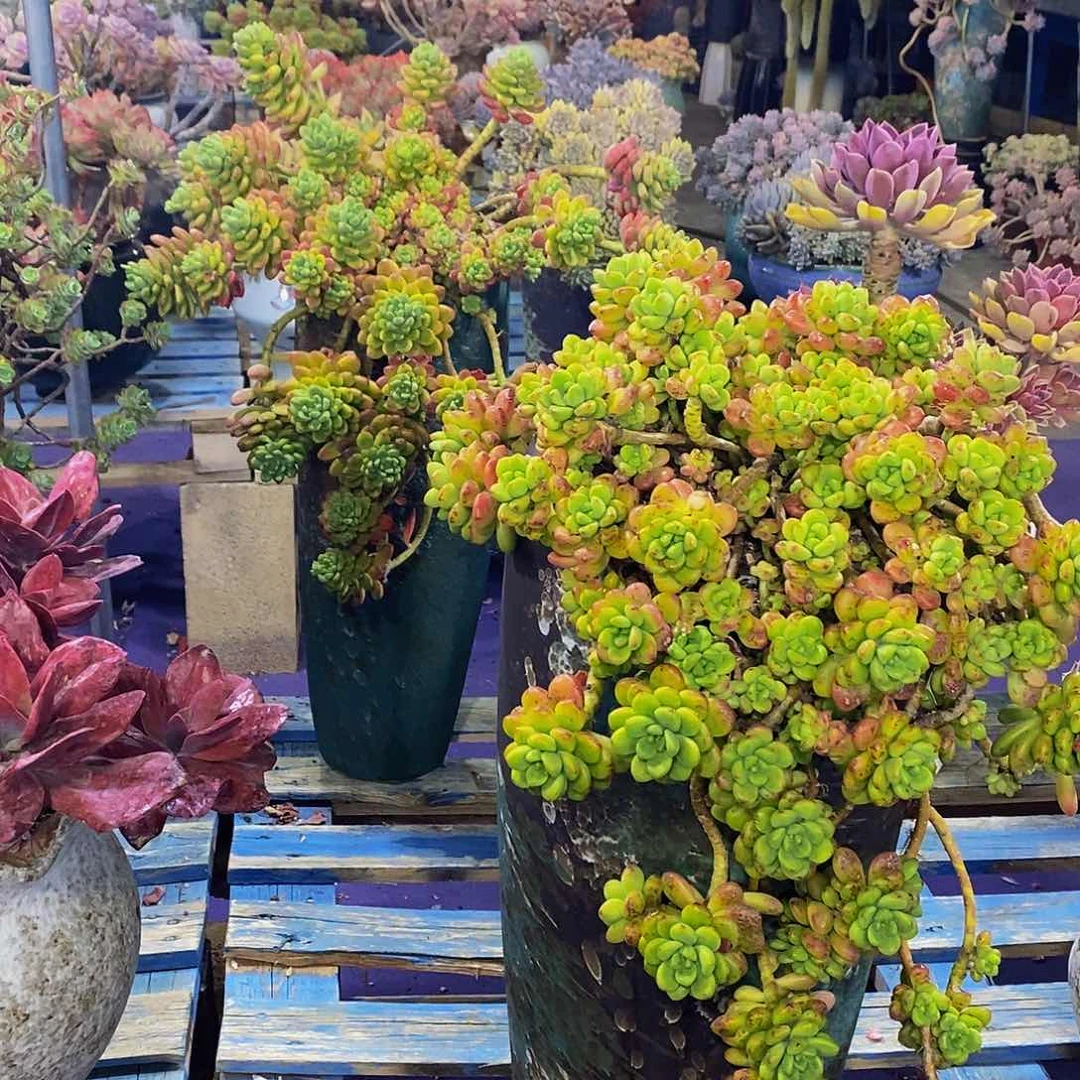 小*点香格里拉多肉植物带盆物流自理