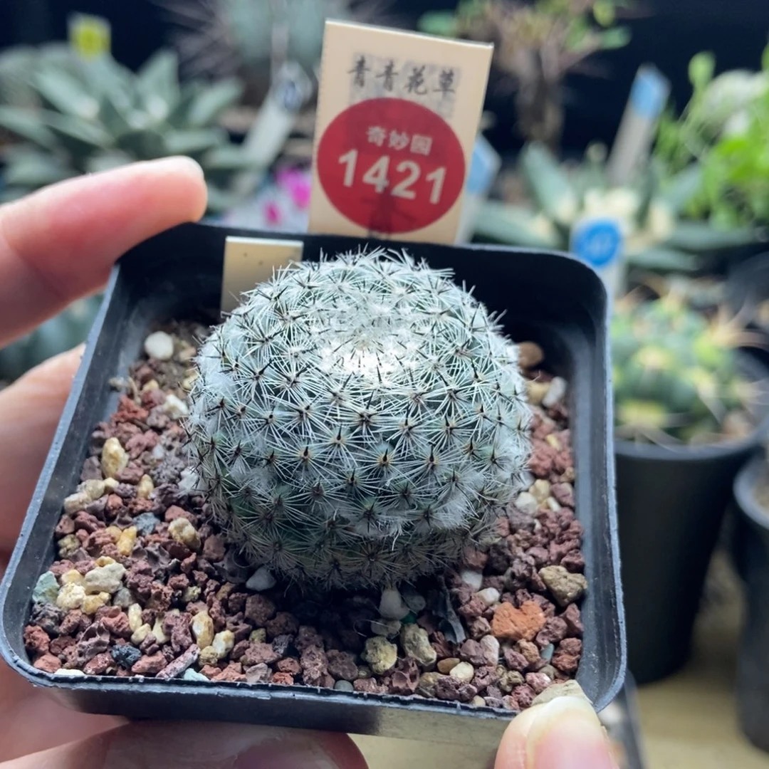 自根输入雪顶恋山彦4cm