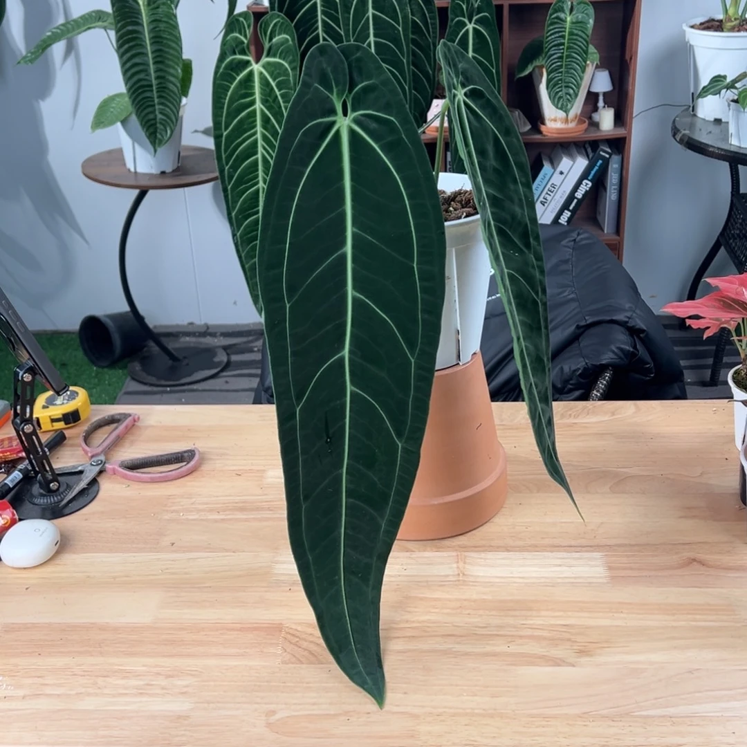 完全开放进口黑窄火鹤后叶长54