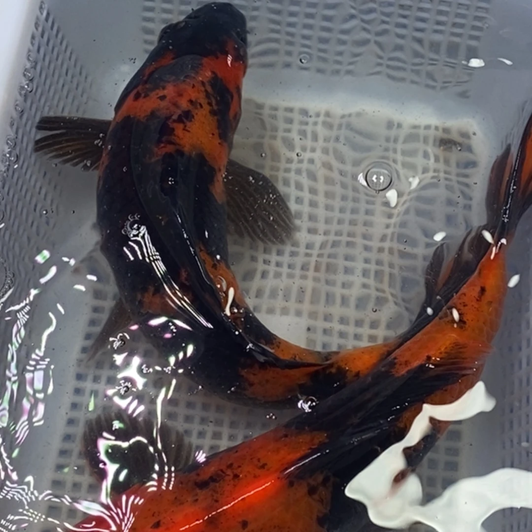 锦鲤锦鲤包邮冷水