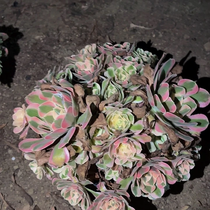 769女神多肉植物不售后