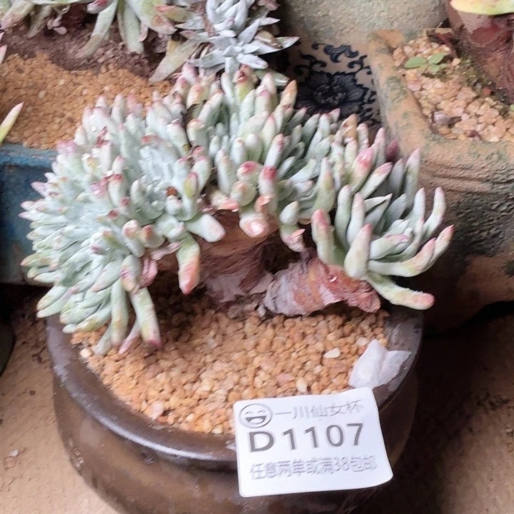 1107白鹭仙女杯追花