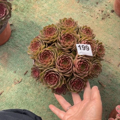 原****199红魔朵朵多肉，