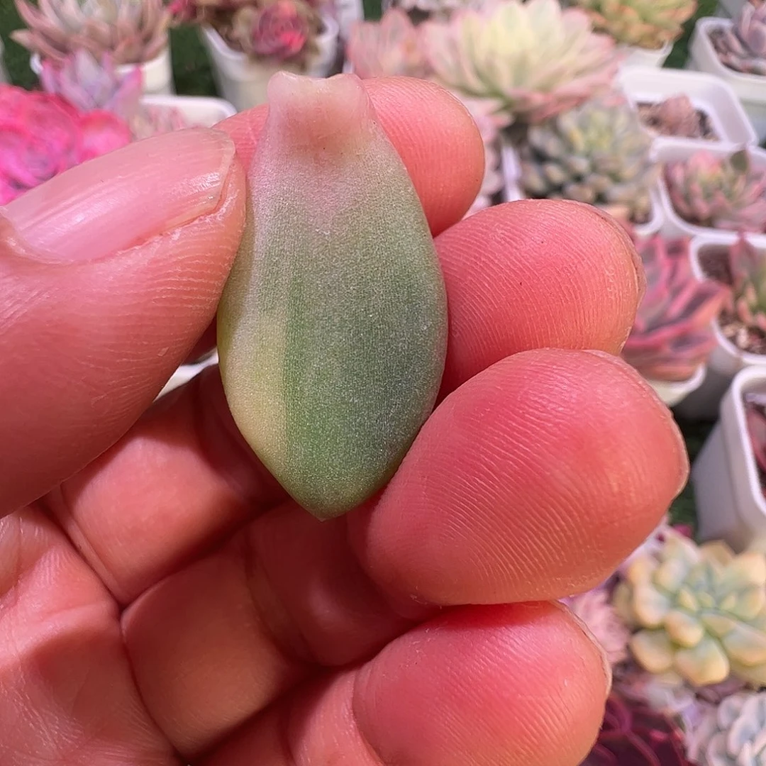 知***豹多肉植物多肉植物