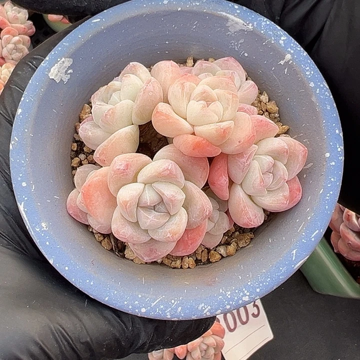 L***靖3008，七头冰玉带盆发