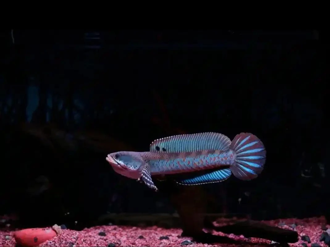 印尼选育幻彩红宝石雷龙6-8cm幻红雷龙苗