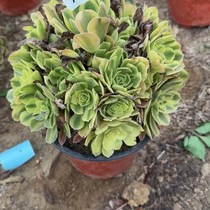 633红袖 多肉植物