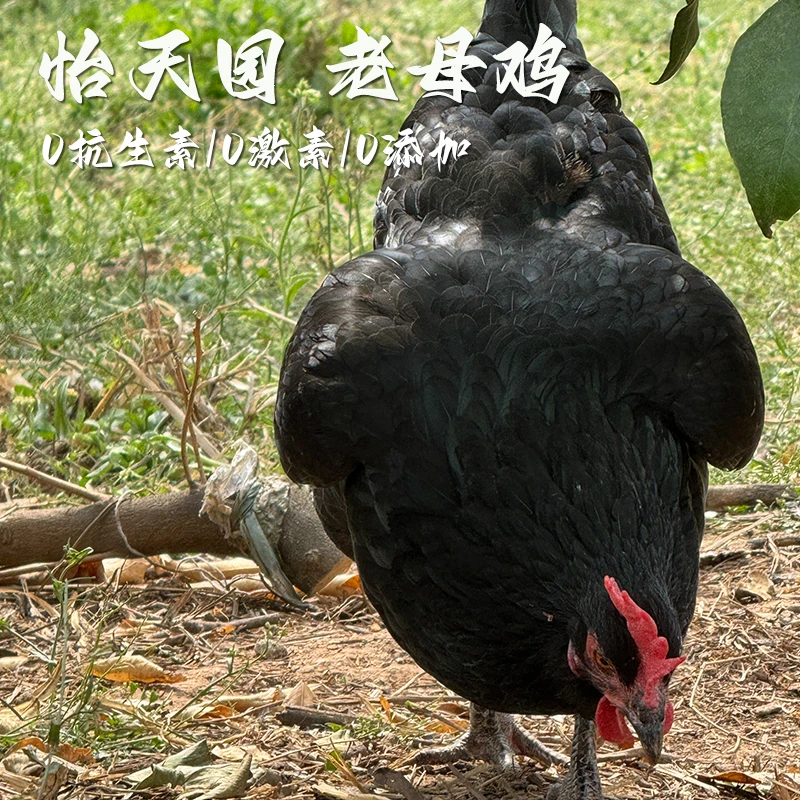 纯散养400天黑脚老母鸡肉质紧实鲜美营养丰富