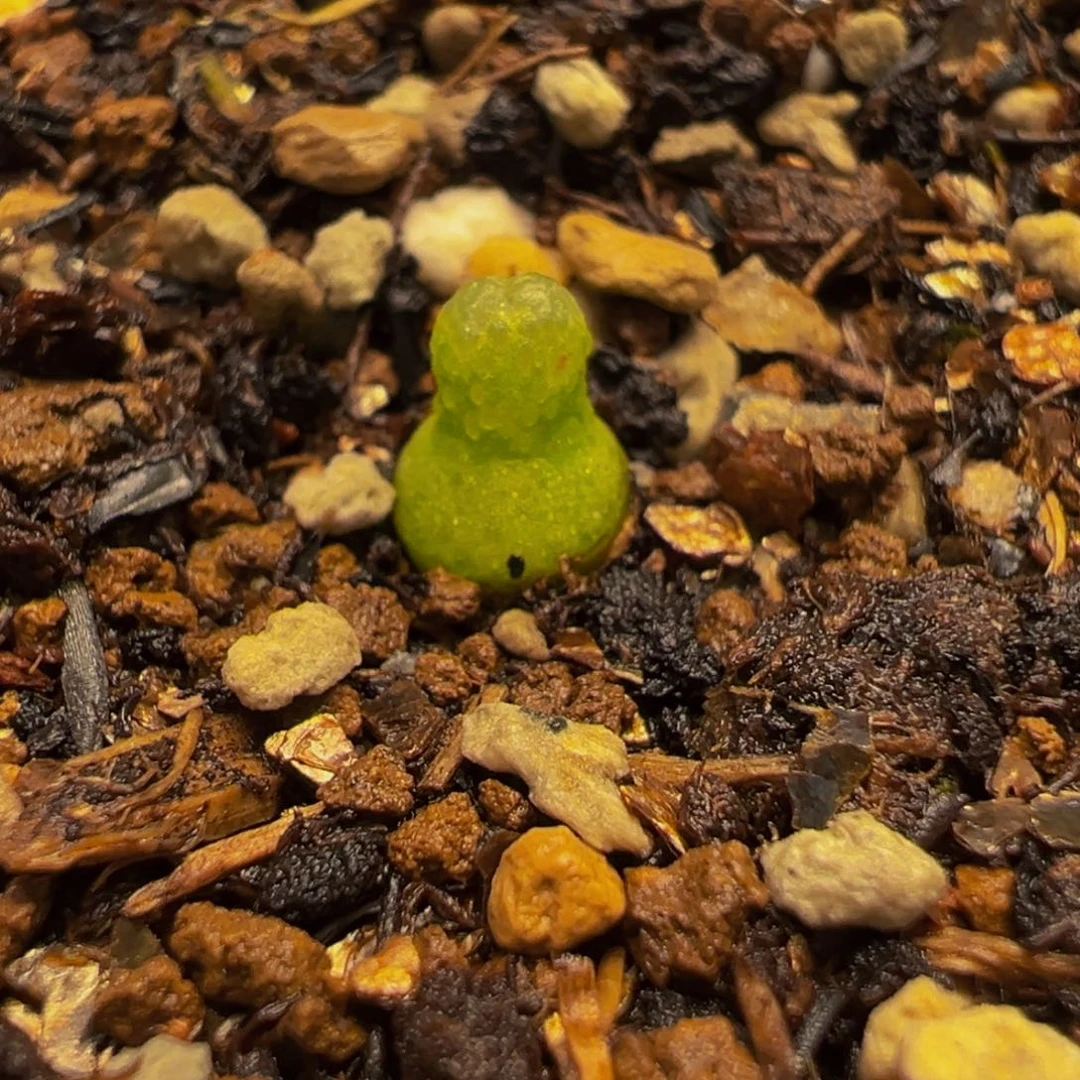 682多肉植物种类和