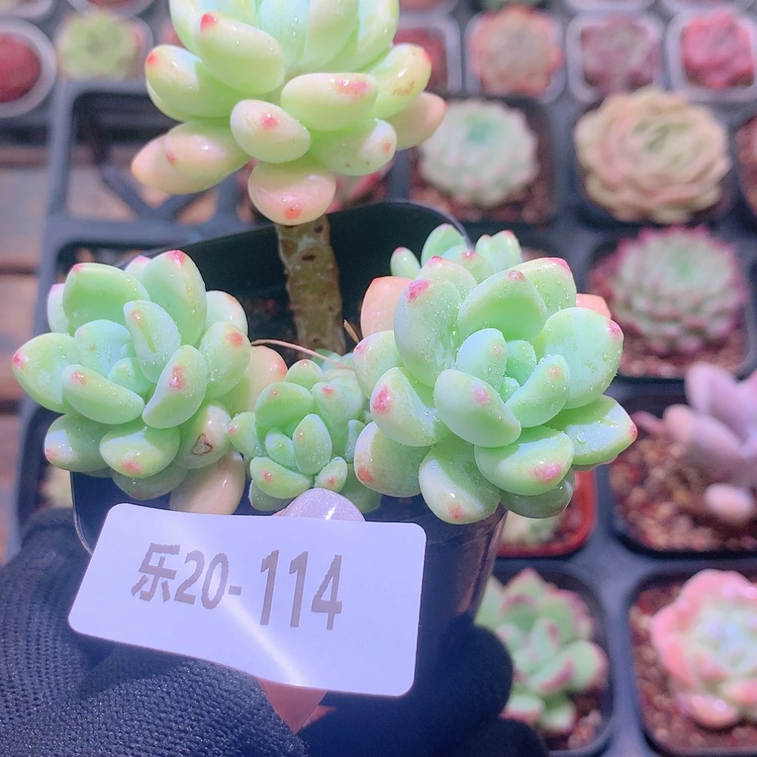 乐然20-114 罗琦群 不包整