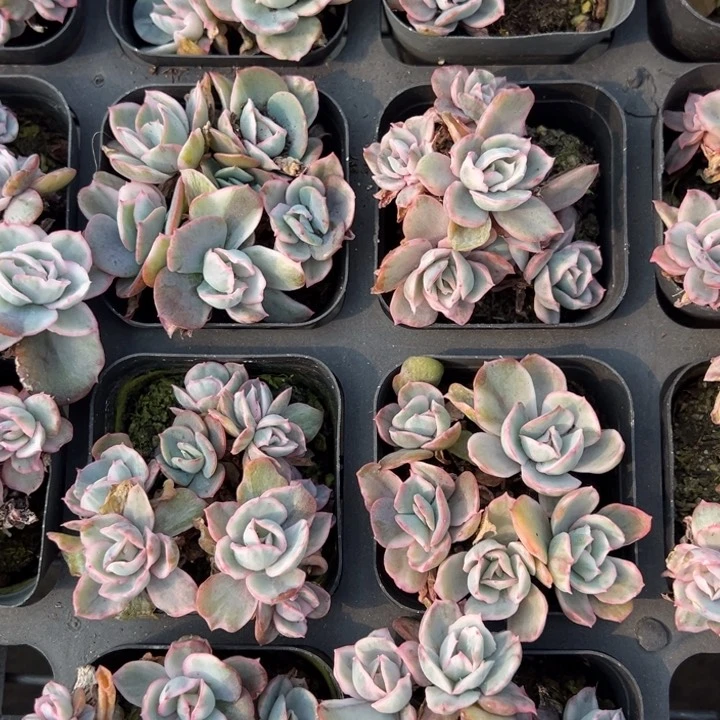 伯克利锦群5头有砍一颗量拍多肉满20包邮下午发