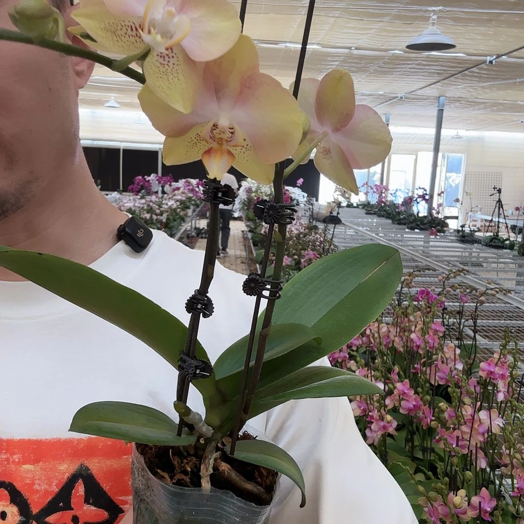 全部花苞哈密瓜双剑