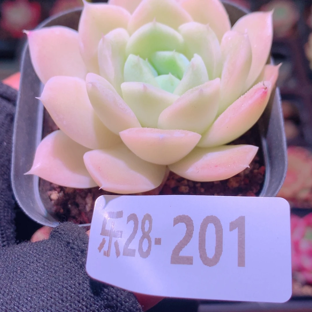 乐然28-201 白冰雪女王