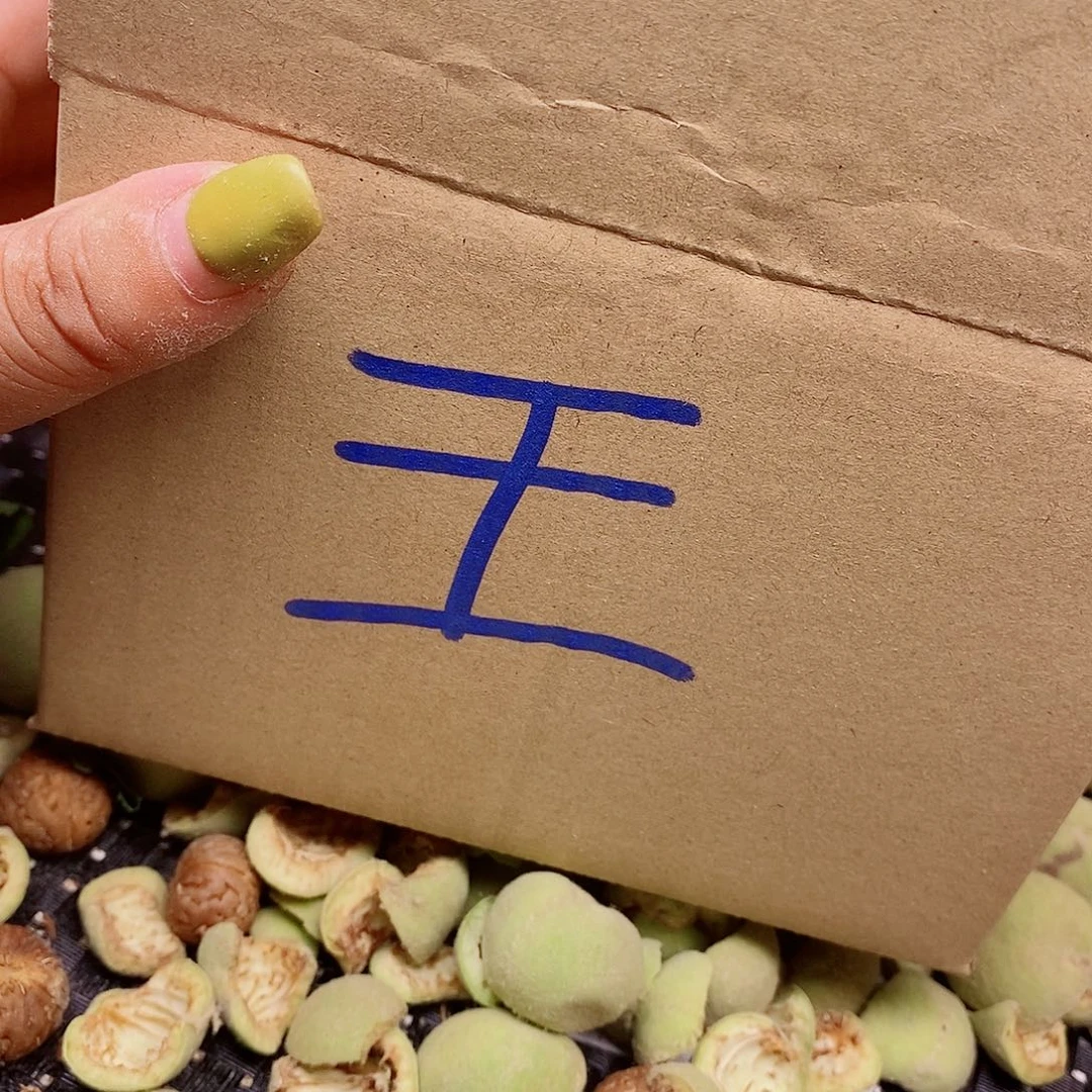 桃核手串老树纽扣1.7