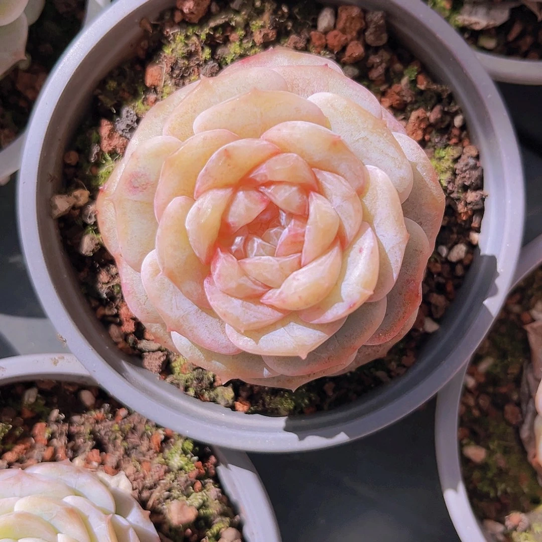 纯爱5.5公分9999998