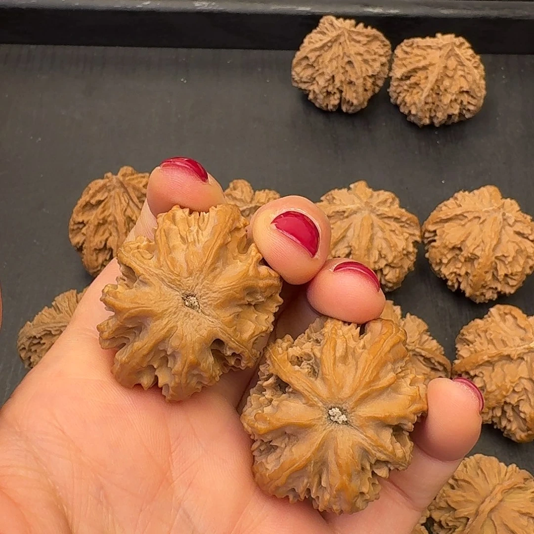 白***风核桃突突突突突突