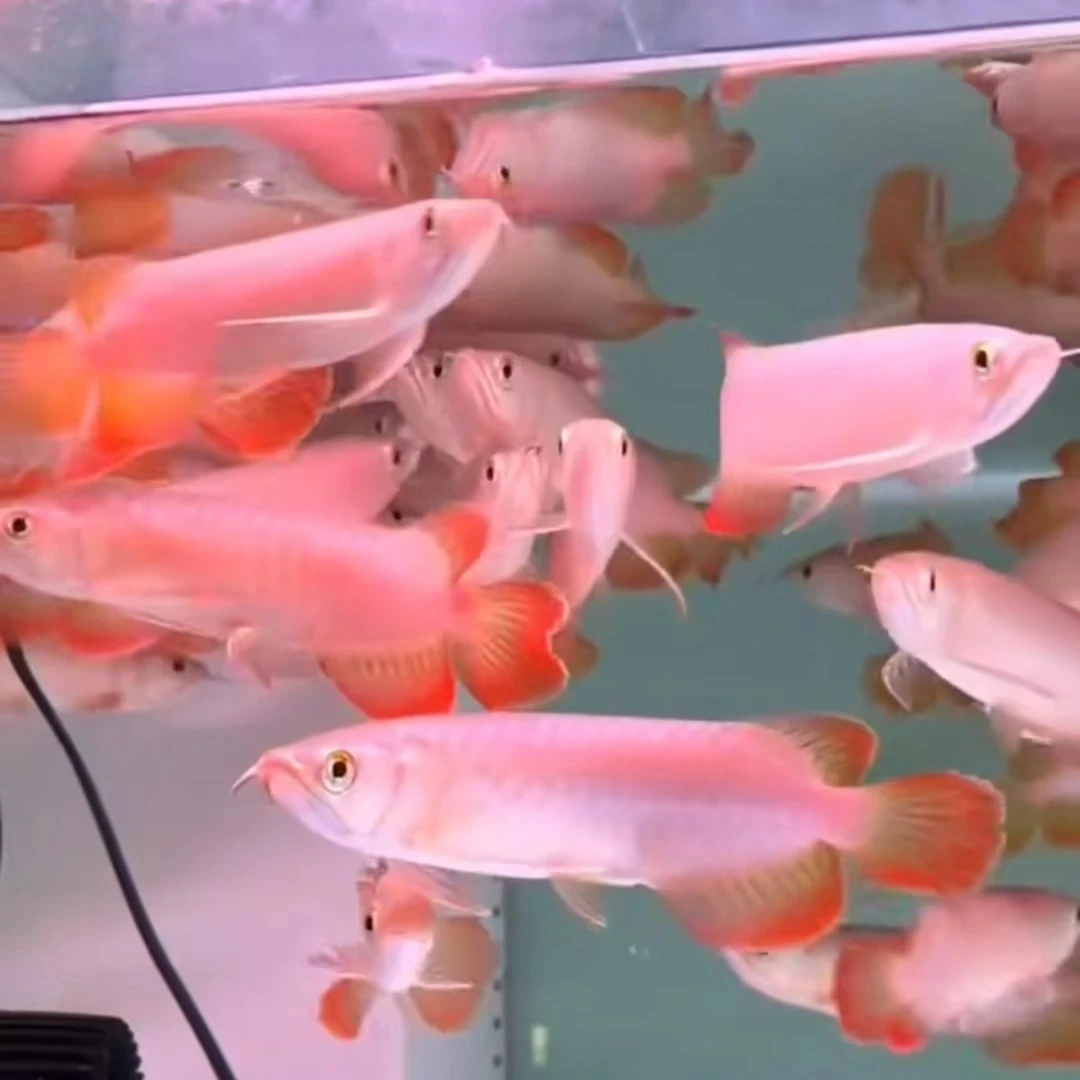 印尼赤焰尾小红龙鱼