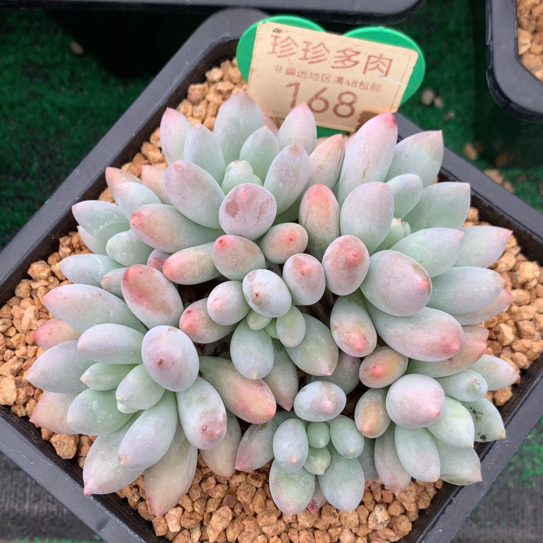 胖体所罗门无砍平头168