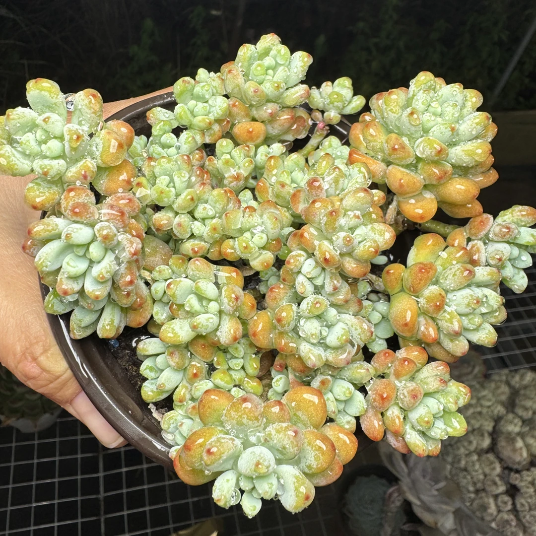 绿豆 以直播为主湊满15包邮不满到付