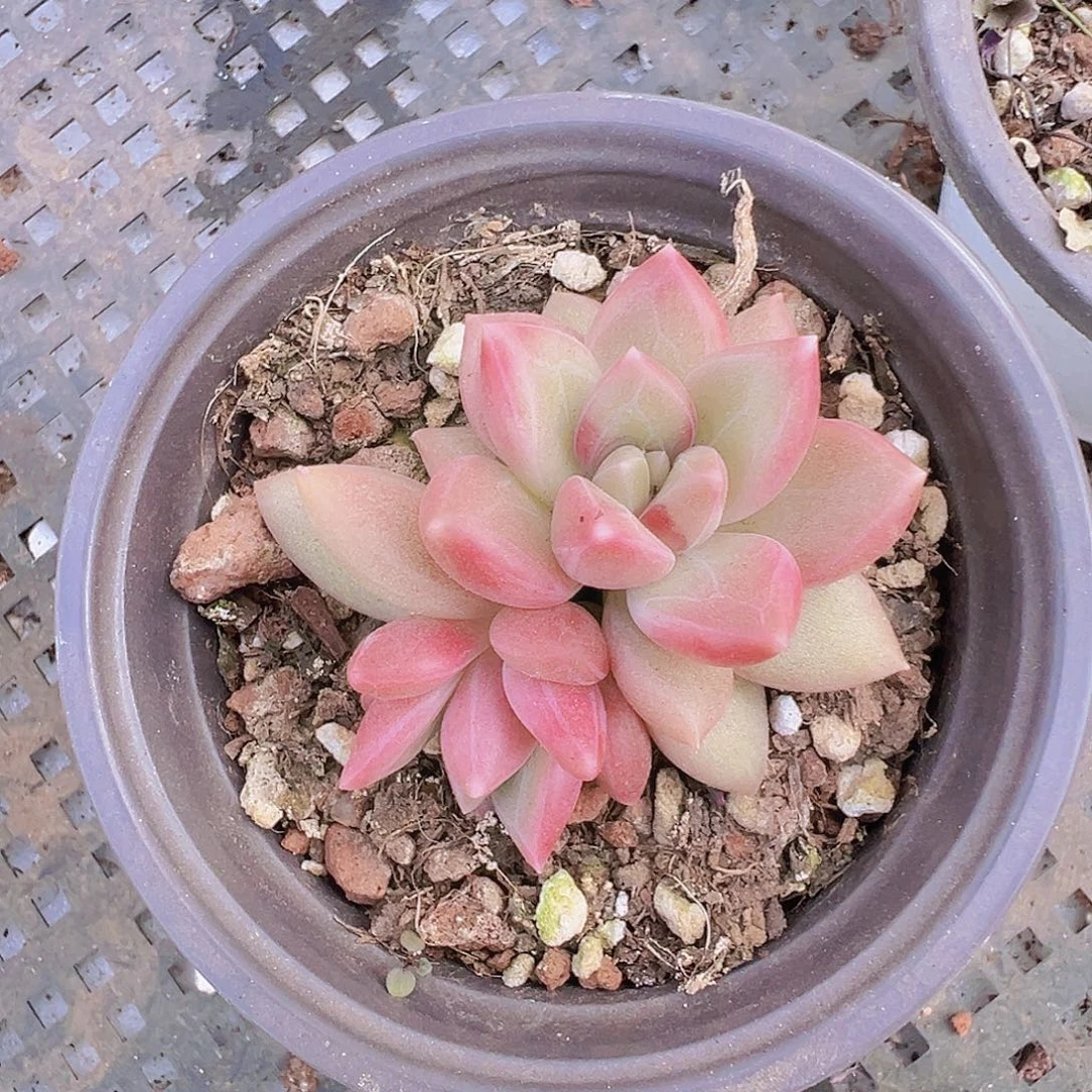 双头迷雾泡泡19包邮多肉