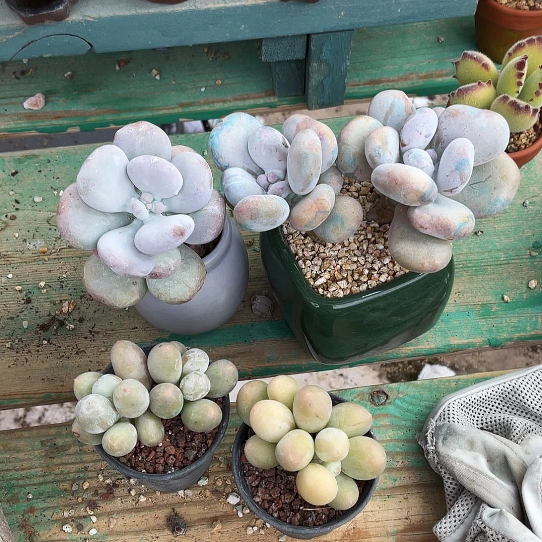 多肉植物的生长发育