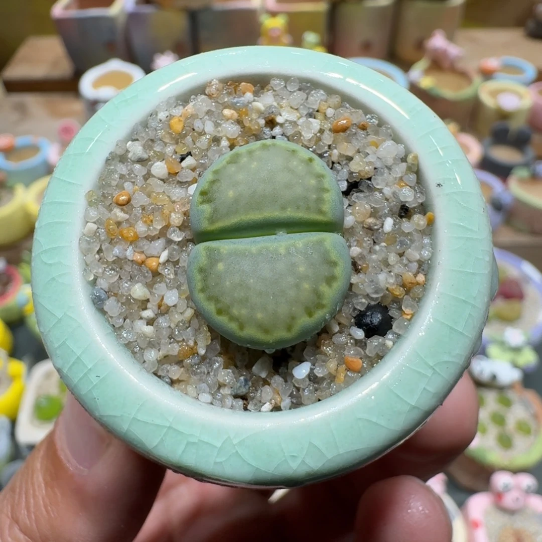 蘑菇1173绿饼多肉植物