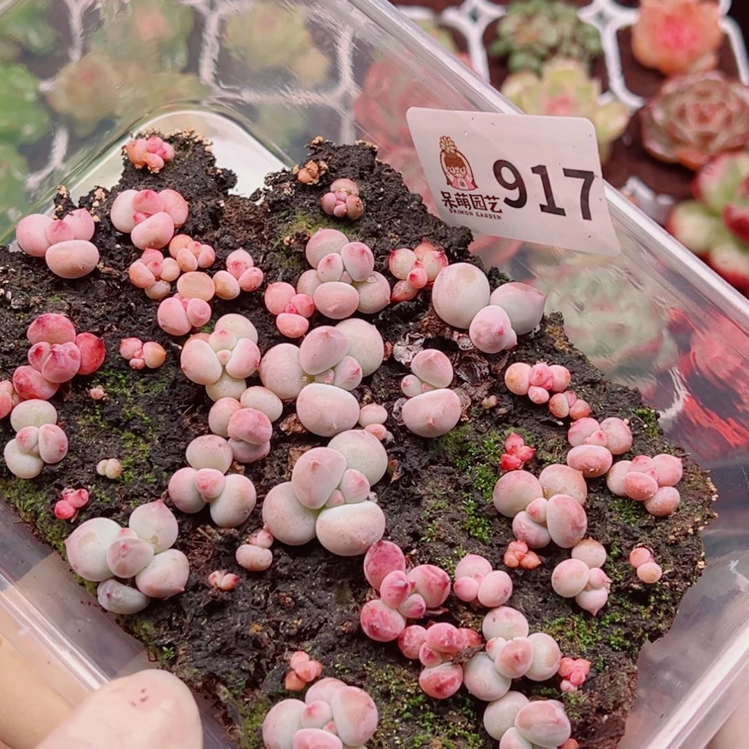 多肉植物多肉植物