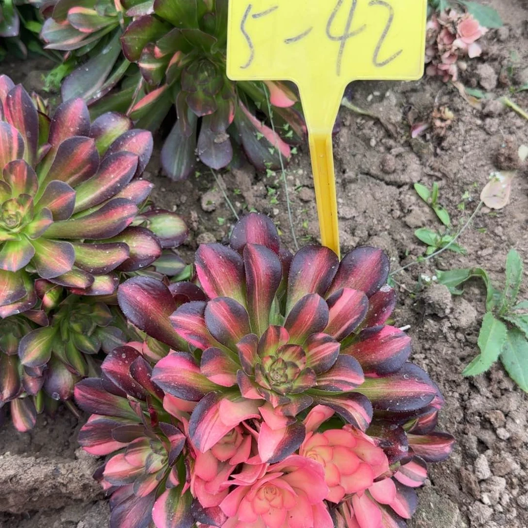 5-42---多头多肉植物