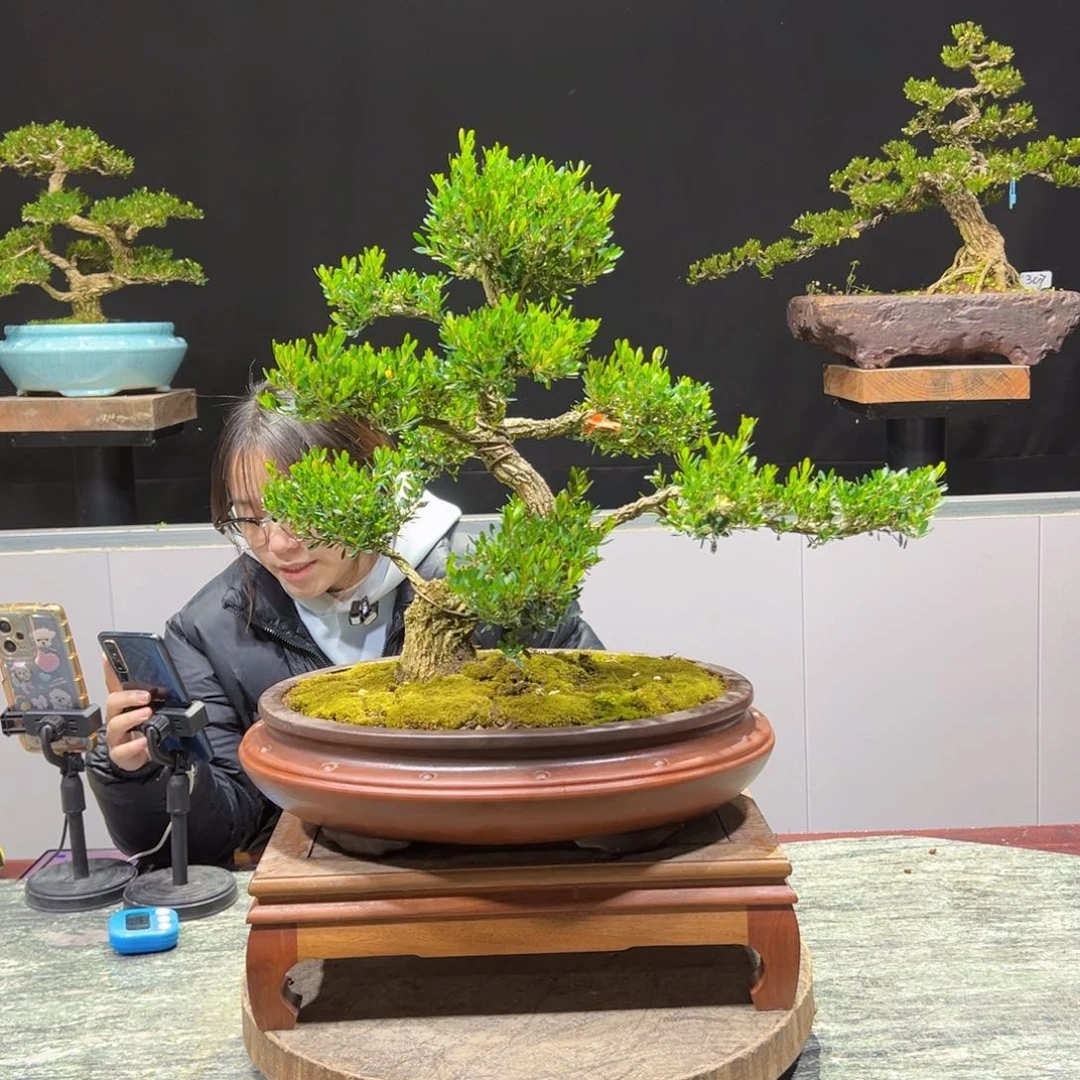 黄杨盆景黄杨盆景雀舌软枝