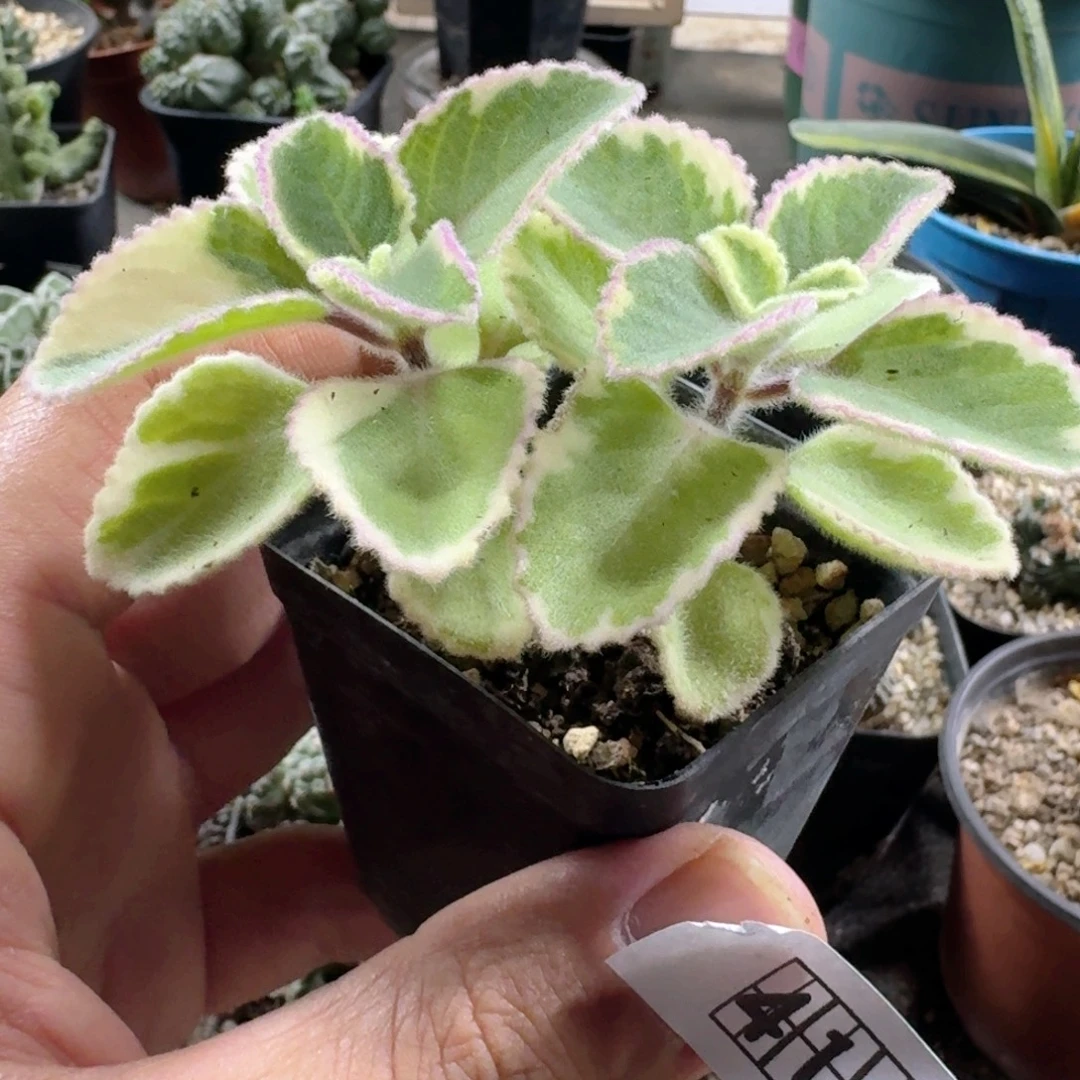 414碰碰香锦带盆发货