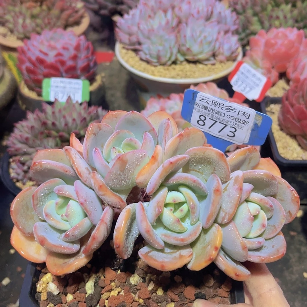 8773白月光多肉植物