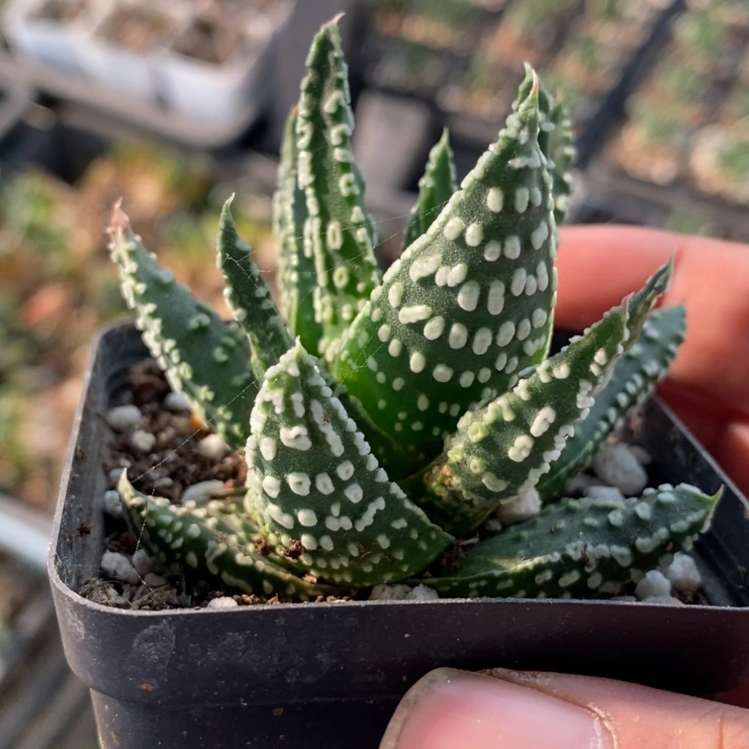 泪珠子硬叶一颗 元旦福利