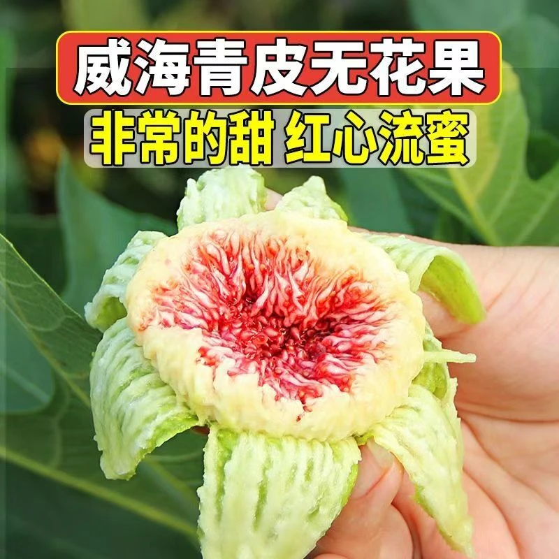 威海青皮无花果新果 甜蜜爆汁 新鲜水果糖包子顺丰部分空运