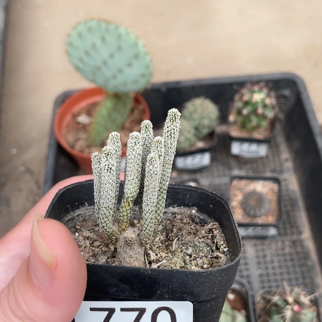 770迷你牧师（满18包邮）