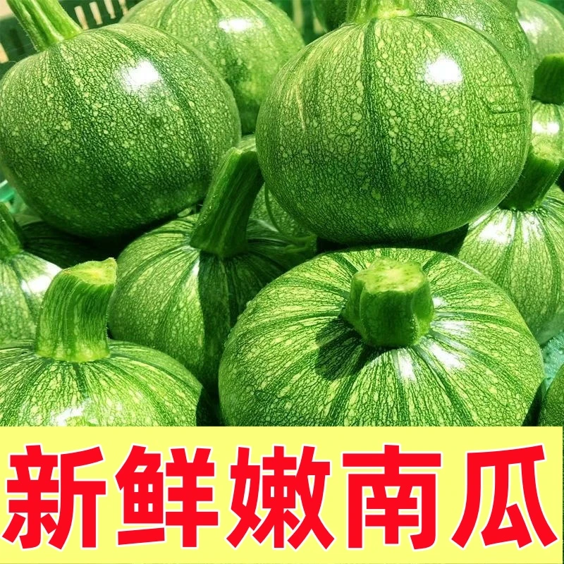湖北农家种植清甜小圆瓜当季新鲜嫩南瓜农家蔬菜