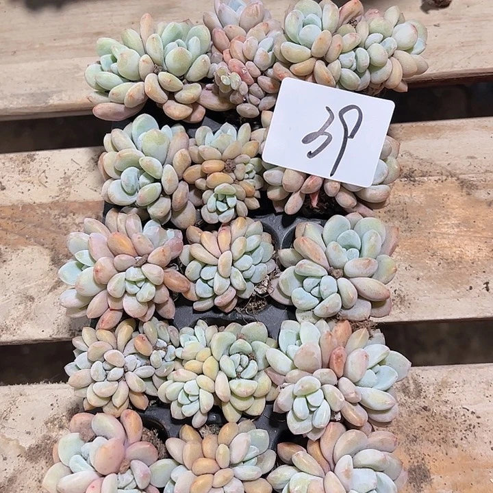 直播福利一物一拍39