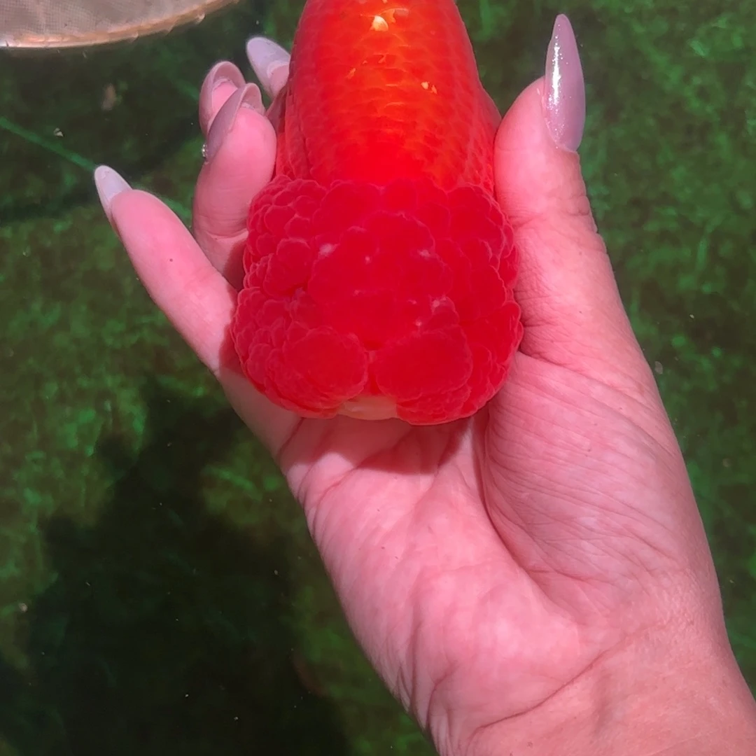 强***强海水鱼兰寿金鱼活体淡水观赏鱼