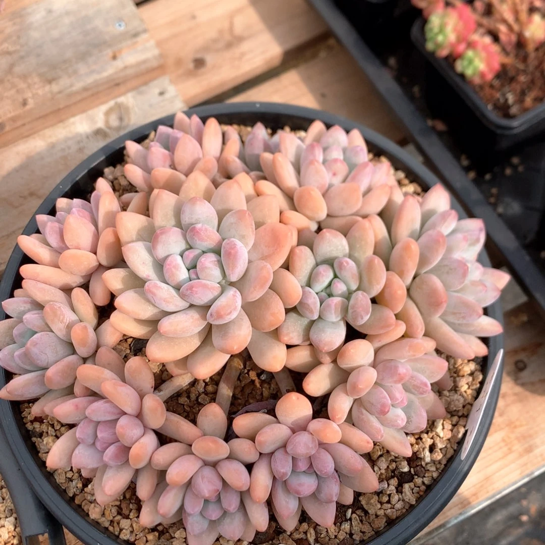 22厘米12头香水3096