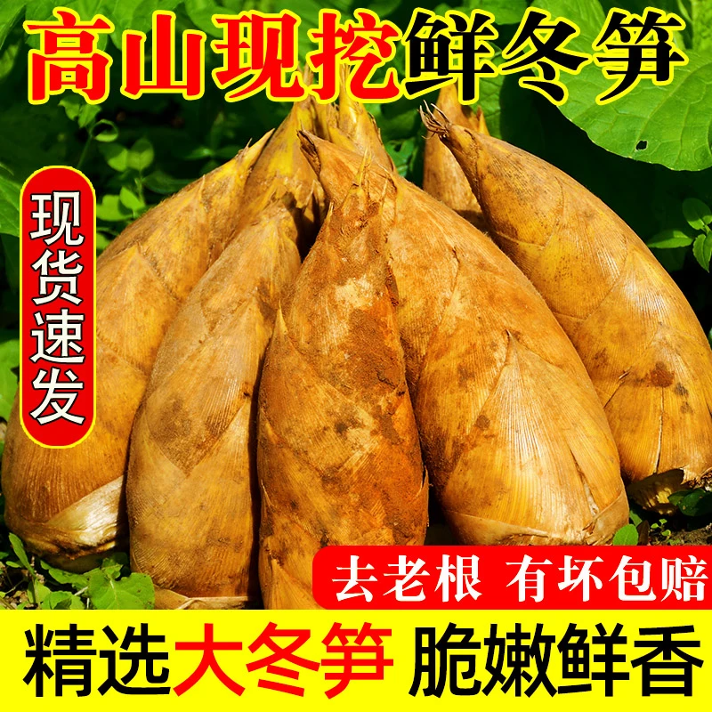 现货新鲜冬笋野生现挖黄泥笋竹笋蔬菜
