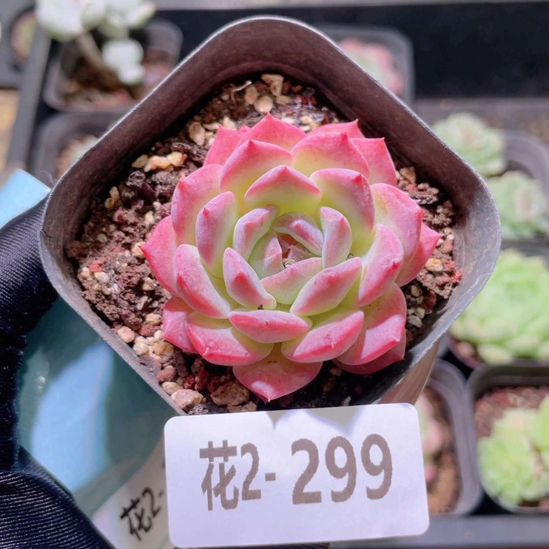 花利美2-299新品单头