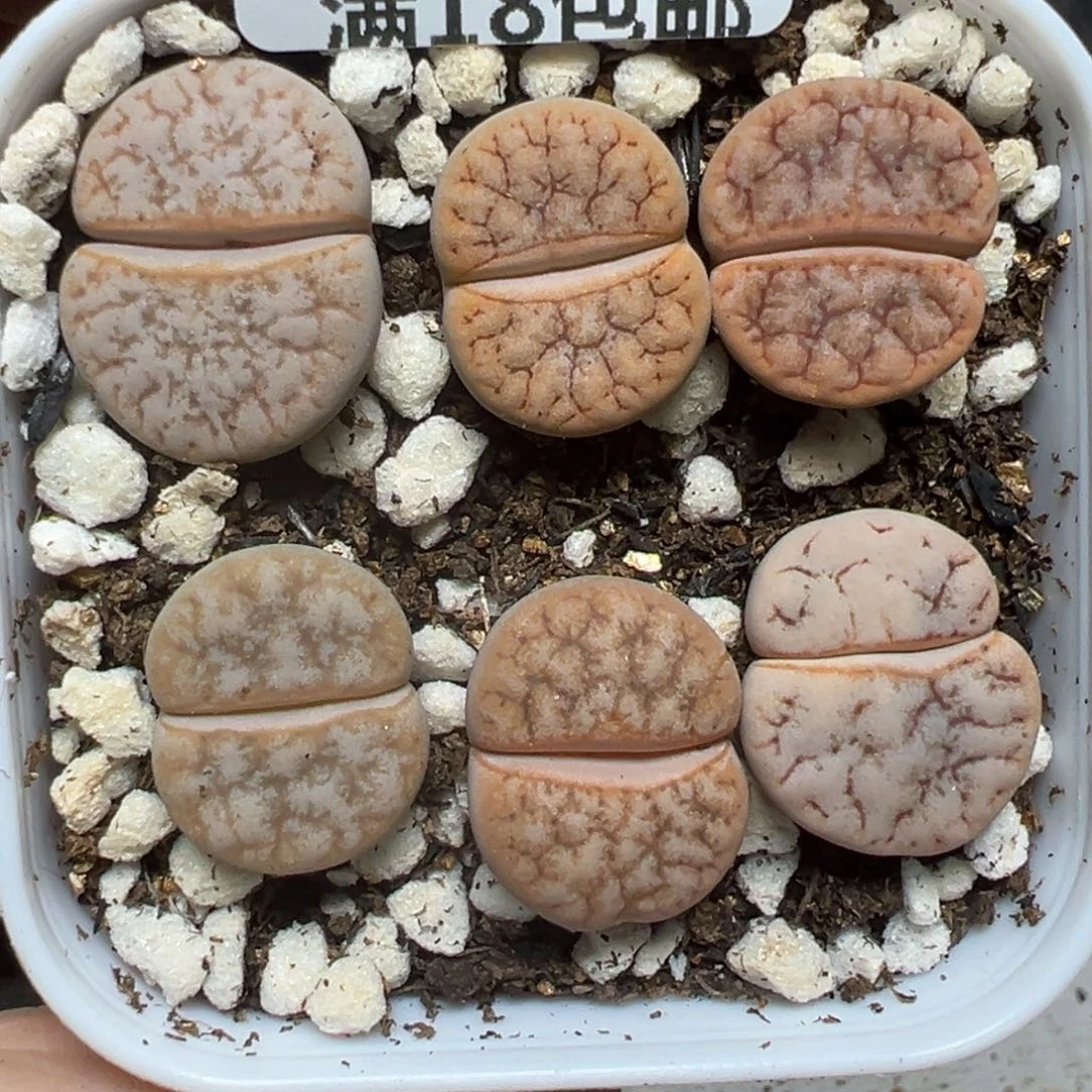 【闪购商品】1058……
