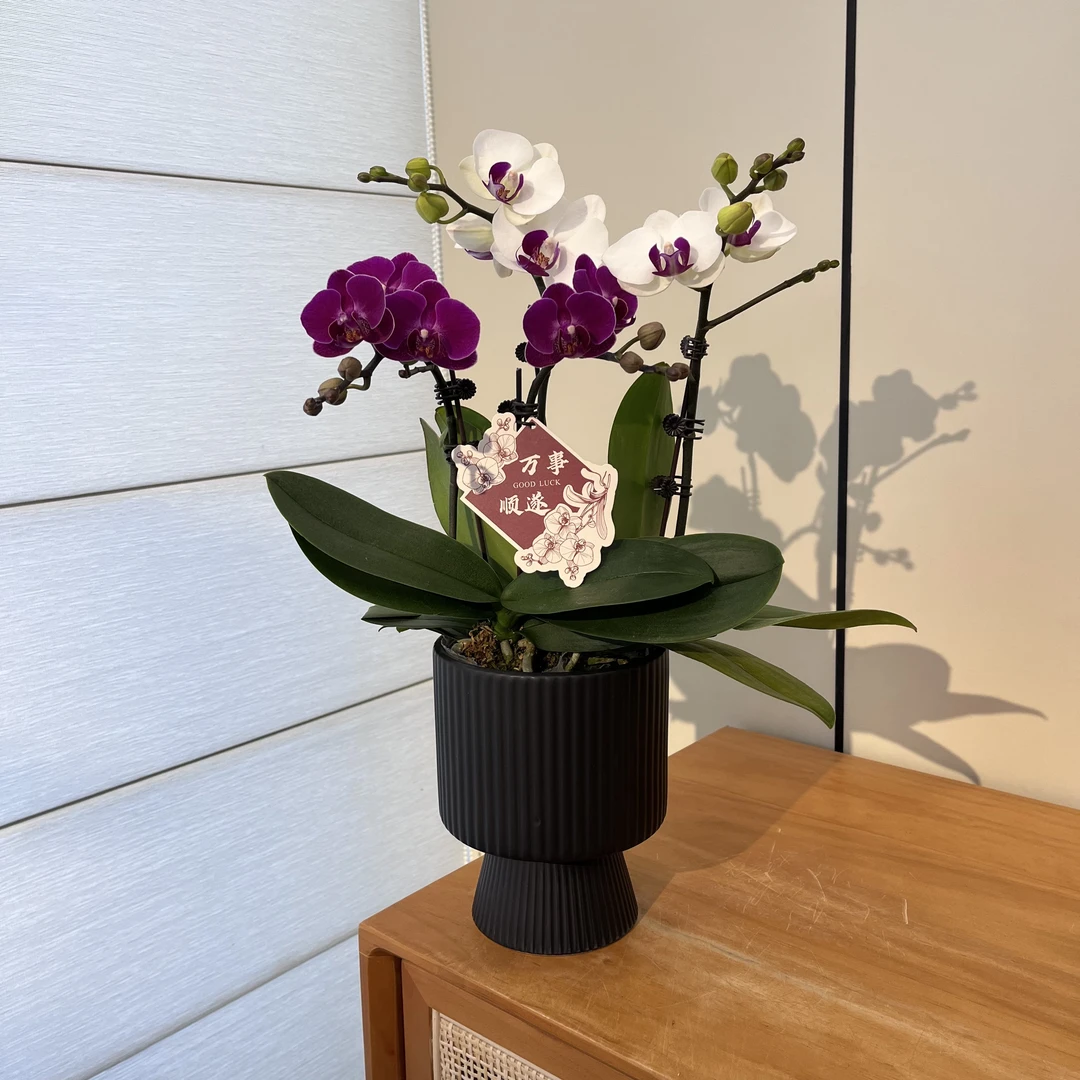 【艺术组盆-掌上明珠】高端绿植花卉蝴蝶兰精致室内鲜花