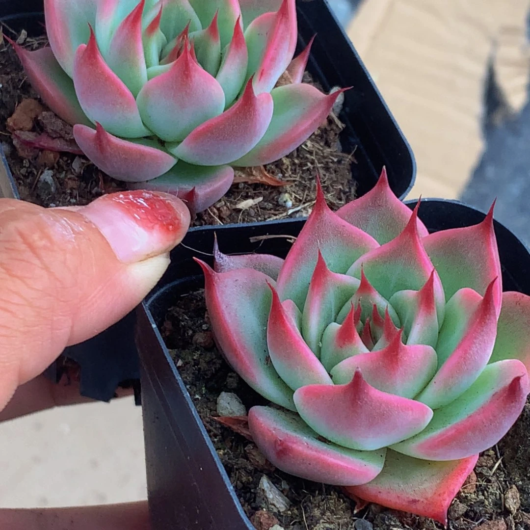 托斯卡。（满9.99包邮不满9.99发叶子）