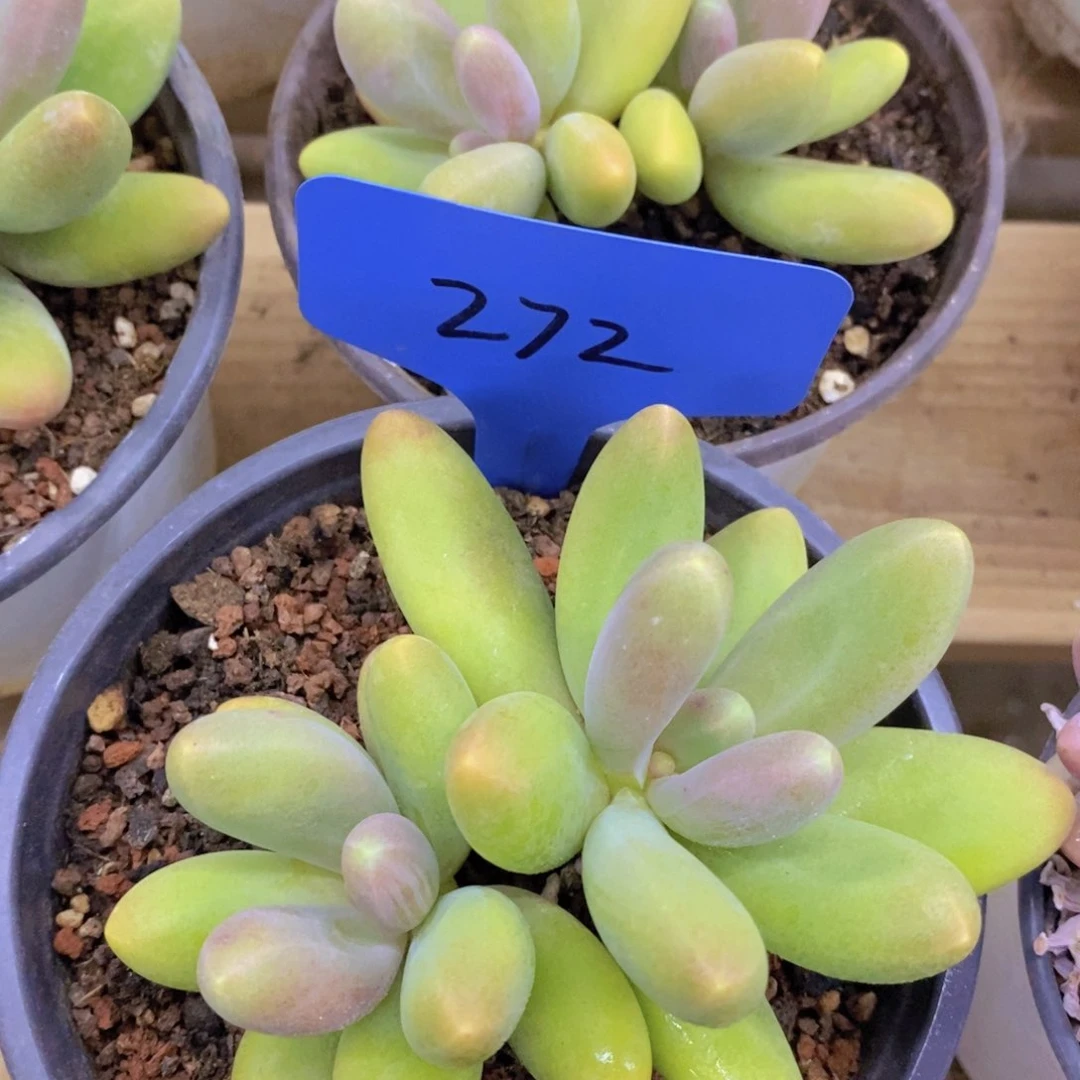 清货，一物一拍，不对比