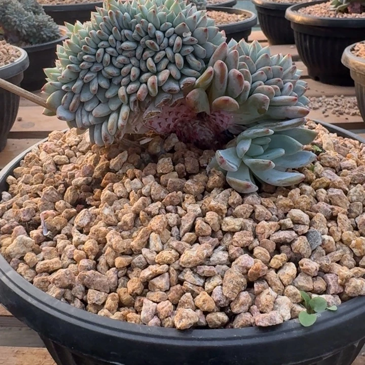 星影树缀无砍多肉