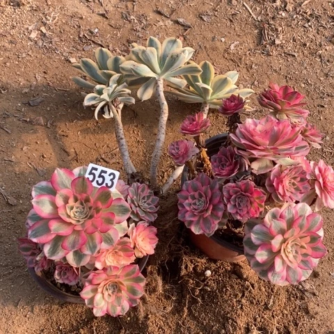 清***提553三颗法师多肉植物
