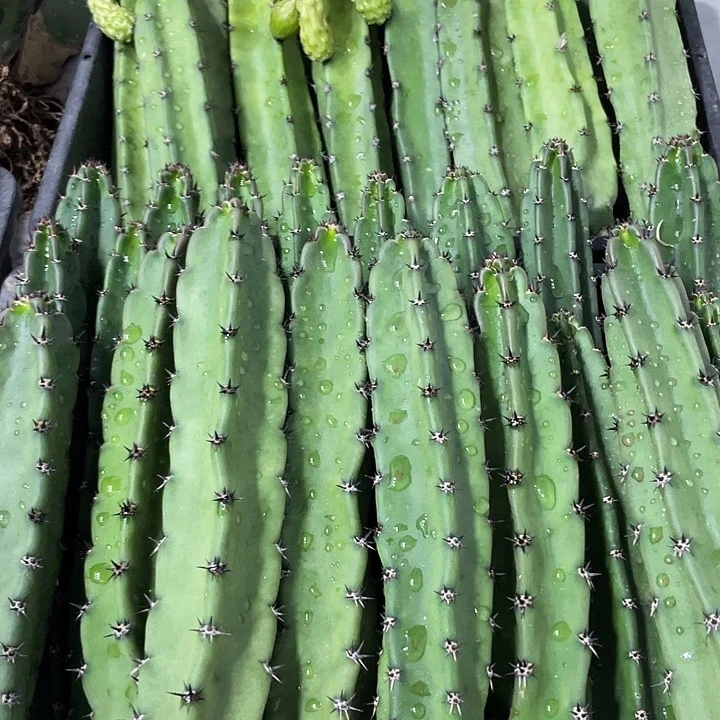 黑刺袖铺实生一代侧芽