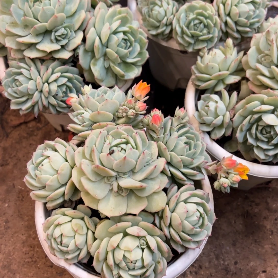 静夜手捧多肉植物