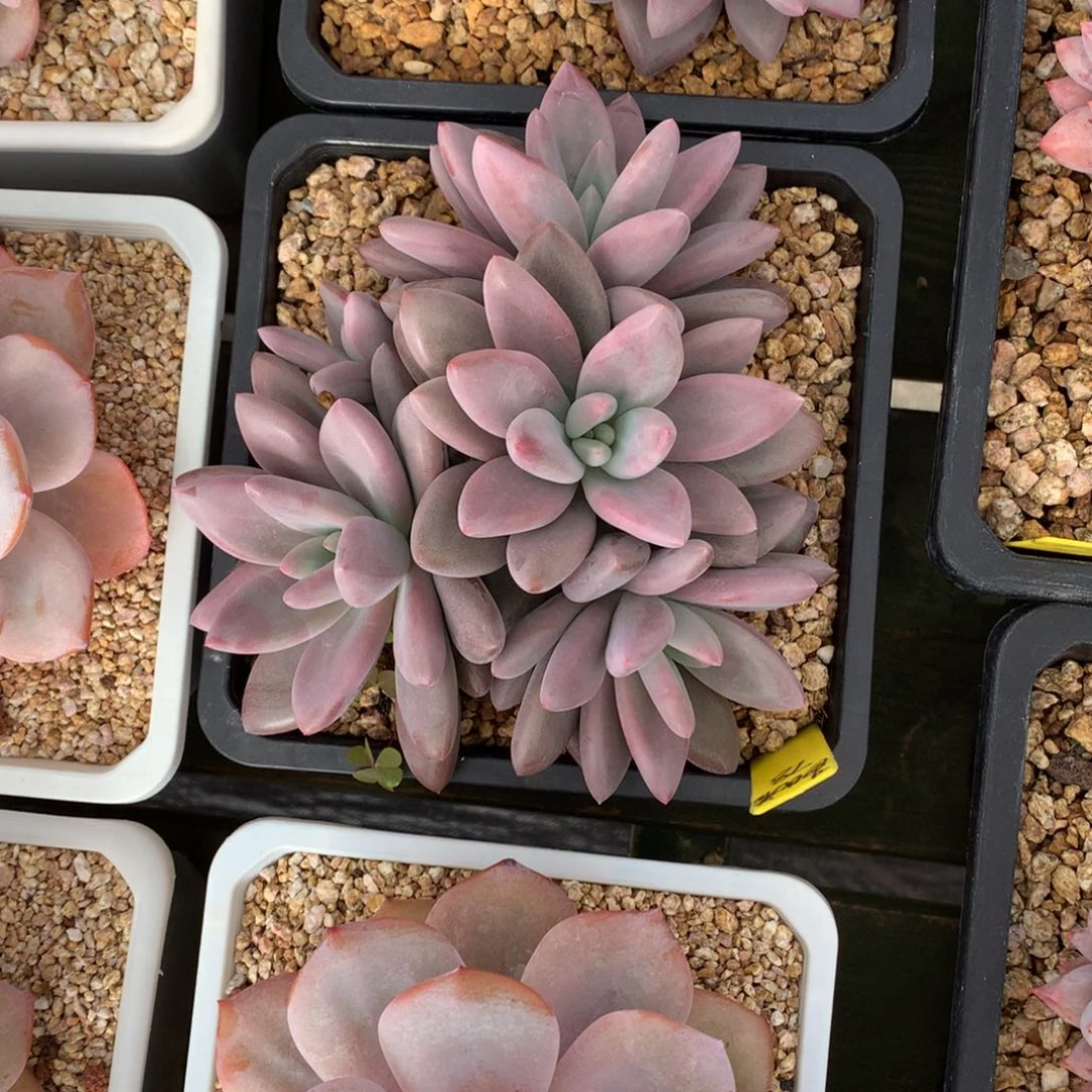 芭比粉 多头 一颗